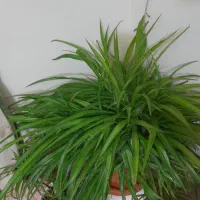 گل اپارتمانی