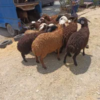 باغ فیض زنده تیراژه مرزداران اریا شهر