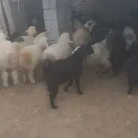 ۳۲راس کهره نر سبک|حیوانات مزرعه|فراشبند, |دیوار