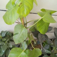 گل ملک|فروش آپارتمان|بروجرد, |دیوار