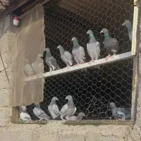 خریدار کفتر سر بری با قیمت مناسب