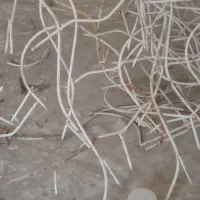 شاخ گوزنی