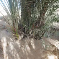 پاجوش نخل|گل و گیاه طبیعی|شادگان, |دیوار