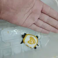 ماهی آکواریومی خاص کاشمر|ماهی|کاشمر, |دیوار