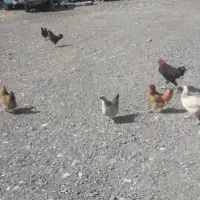 مرغ و خروس محلی