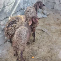 بره|حیوانات مزرعه|چرداول, |دیوار