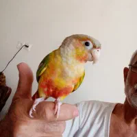 گرینچیک‌4ما‌هه‌هست