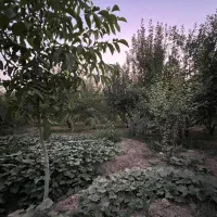 زمین باغ قدیمی ۳۶۰۰متر|فروش زمین و ملک کلنگی|هشتگرد, هشتگرد قدیم|دیوار