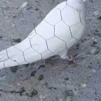 کبوتر  پرشی قدیم نشان و رنگی