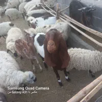 مری سه قلو زا شیری|حیوانات مزرعه|راسک, |دیوار