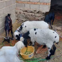 فروش یک جفت بره جری .