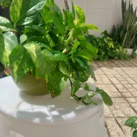 گل طبیعی، گلخونه|گل و گیاه طبیعی|مشهد, کوه سنگی|دیوار