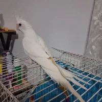 طوطی البینو سفید