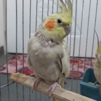 عروس هلندی ماده دستی رام
