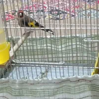 سهره نر|پرنده|خرمآباد, |دیوار