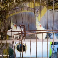 عروس هلندی لوتینو جفت مولد