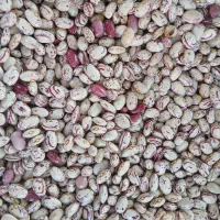 لوبیا چیتی درجه یک