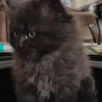 گربه بریتیش سفید و طوسی به فروش میرسد|گربه|بجنورد, |دیوار