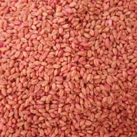 گندم بذری پیشگام اصلاح شده