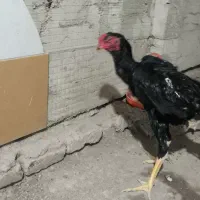 یه جفت اوشامو ، لاری حجازی