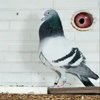 جفت مسافتی به ضمانت