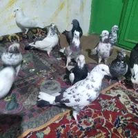 چندتا کبوتر تکپر ساعتی سالم وسلامت بفروش میرسد