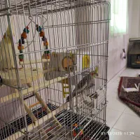 پرنده|پرنده|تهران, سیروس|دیوار