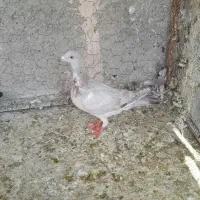 کبوتر جوانه نر|پرنده|آشخانه, |دیوار