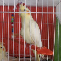 ماکت عروس هلندی