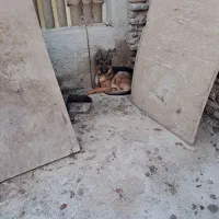 غلاده ژرمن نر|سگ|پاکدشت, پاکدشت (مامازند)|دیوار