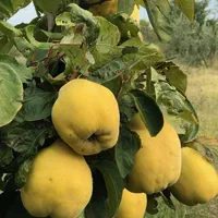 انبه کیوی زردآلو زرشک بلوبری به گلابی|خدمات باغبانی و درختکاری|زابل, |دیوار