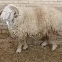 فروش دو عدد بره درجه یک