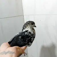 کفتر نرو ماده|پرنده|اسلام‌شهر, شهرک سعیدیه|دیوار