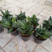 گل سانسوریا|گل و گیاه طبیعی|سبزوار, غرب نیروگاه|دیوار