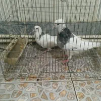 یک جفت کبوتر طوقی