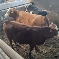 سیمینتال اصل