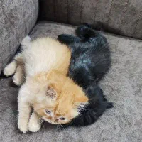 گربه|گربه|کرج, فاز ۴ مهرشهر|دیوار