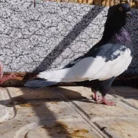 سینه سیاه نر