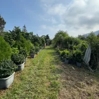 زمین مسکونی ۲۳۲ متری کبوترآبکش دوگلسر سنددار|فروش زمین و ملک کلنگی|چابکسر, |دیوار