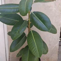 گل فیکوس