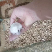 همستر البینو چشم شرابی