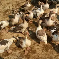 غاز|حیوانات مزرعه|کرخه, |دیوار