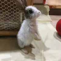 خرگوش خانگی|موش و خرگوش|سنندج, |دیوار