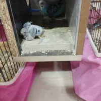 پرنده مرغ عشق نرو ماده|پرنده|کاشان, قطب راوندی|دیوار