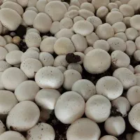 فروش قارچ( اورگانیک)درجه یک، تولیدکننده عمده وخرده