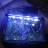 آکواریوم سالم با در فروش فوری 28 در28 بدون لوازم|ماهی|قائن, |دیوار