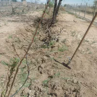 باغ انگور زیبا ،دنج با محیطی آرام در تاکستان|فروش دفتر صنعتی، کشاورزی، تجاری|تاکستان, |دیوار