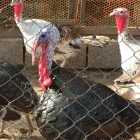 بوقلمون نر و ماده پارساله و امساله