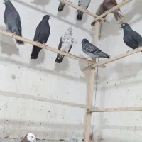 ۴۰ تا پرشی همه جوره داره توش المانی و...