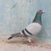 پلاکی عراق مسابقاتی درجه یک|پرنده|اهواز, کمپلو شمالی|دیوار